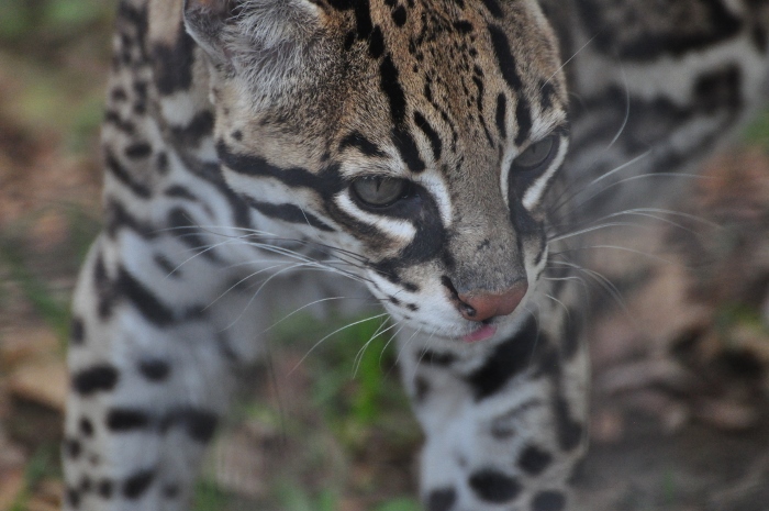 ocelot